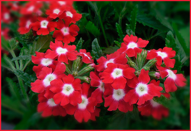 verbena