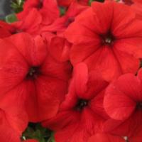 19-gibridnaa_mnogocvetkovaa_lo_rider_red