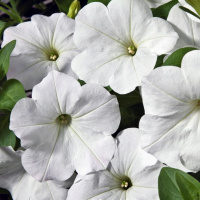 20-gibridnaa_mnogocvetkovaa_lo_rider_white