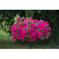 380-fanfare-hot-rose-2