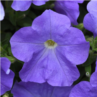 41-ampelnaa_izi_vejv_blu