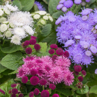 ageratum_74005603