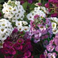 allissum_