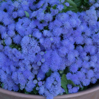 aloha blu