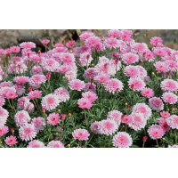 argirantemum-travyanistye-rasteniya-dlya-otkrytogo-grunta_12