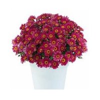 argyanthemum_lollies_berry_gummy_1-159x159-32f