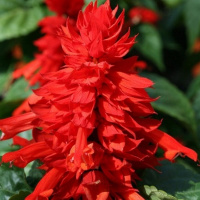 blestasaa_reddy_bright_red