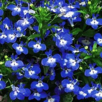 erinus_palace_blue_witg_eye