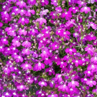 erinus_palace_rose