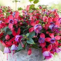 fuksia