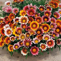 gazania