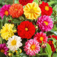 izmenncivaa_garden_prade