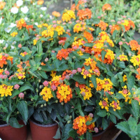 lantana