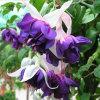 large_3588-deep-purple