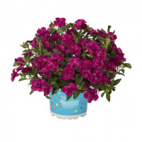 large_aloha-double-purple