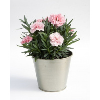 large_gvozdika_oscar_pink