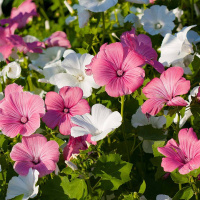 lavatera_smes