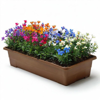 lobelia_437777409