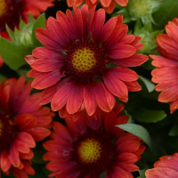 mesa_red_86360118