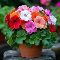 pelargonia_geran