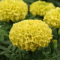 pramostoacie_tajsan_gold