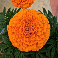 pramostoacie_tajsan_oranz