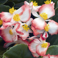 vecnocvetusaa_coctail_rum