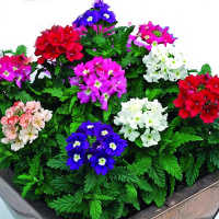 verbena_456467134