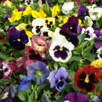 viola